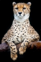 gepard071114-8