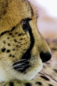 gepard230707-2