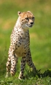 gepard260707-1