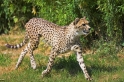 gepard260707-4