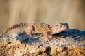 giantgroundgecko041009-2