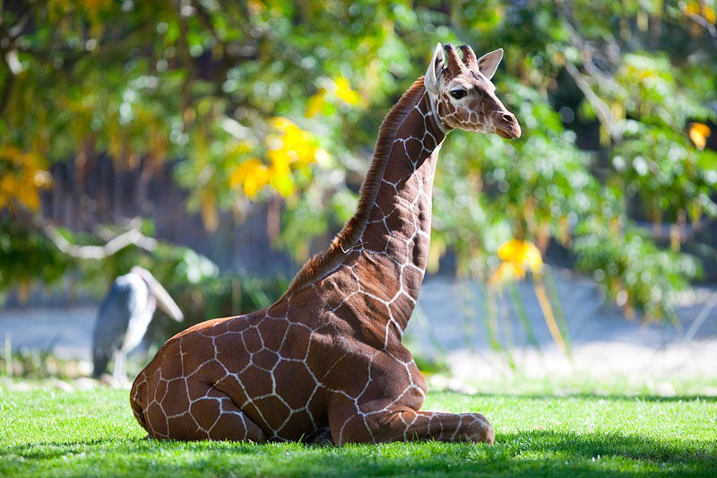 giraffe021015-2.jpg