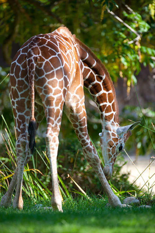 giraffe021015-5.jpg