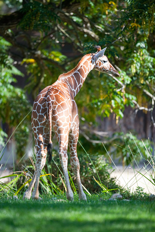 giraffe021015-8.jpg