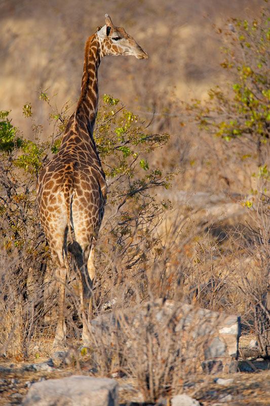 giraffe061009-1.jpg