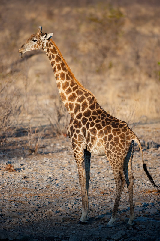 giraffe071009-1.jpg