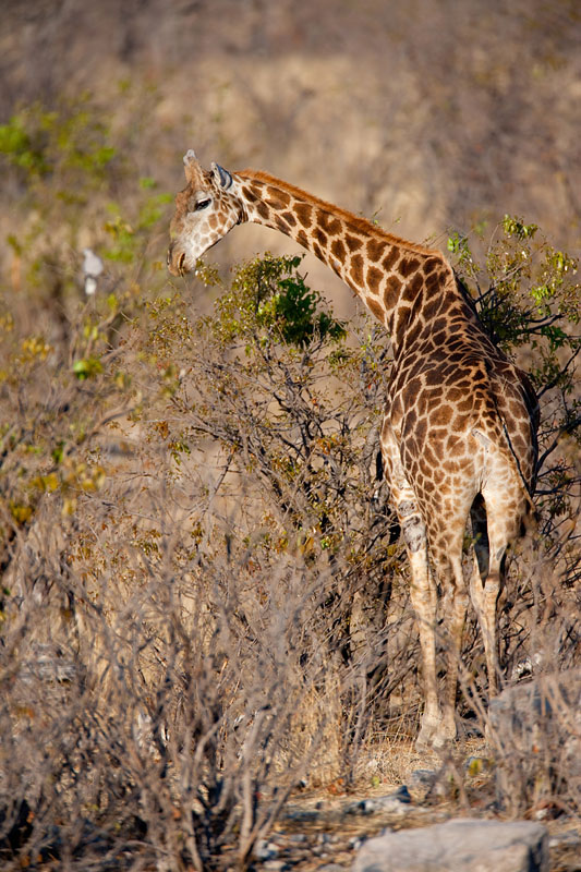 giraffe071009-10.jpg