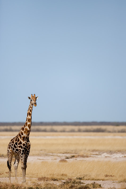giraffe071009-2.jpg