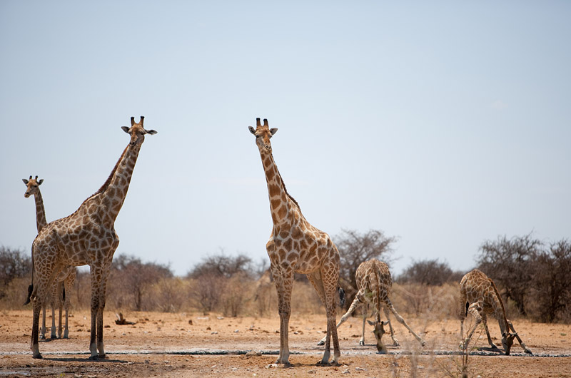 giraffe081009-1.jpg