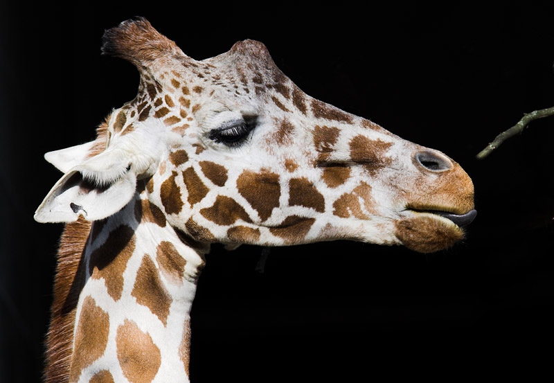 giraffe090207-1.jpg