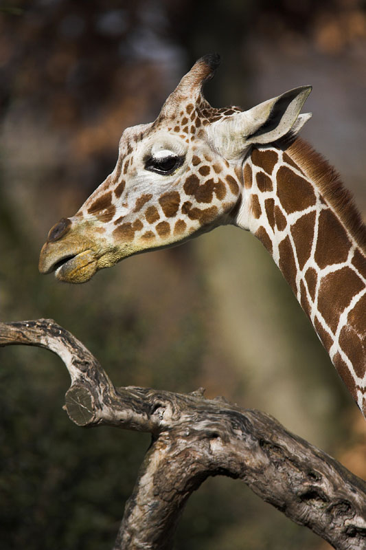 giraffe090207-2.jpg