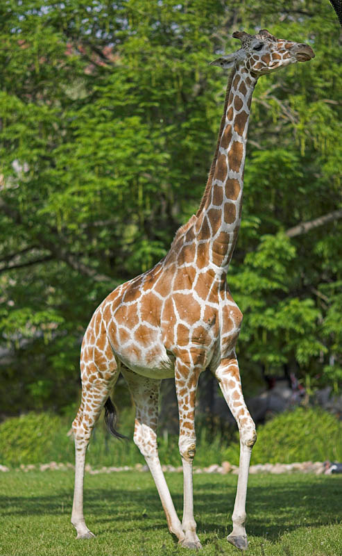 giraffe090606-1.jpg
