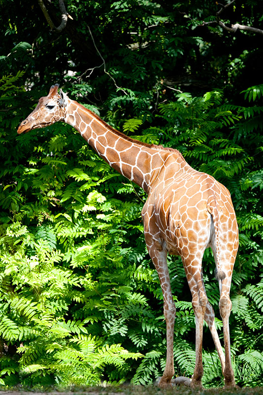 giraffe170818-3.jpg