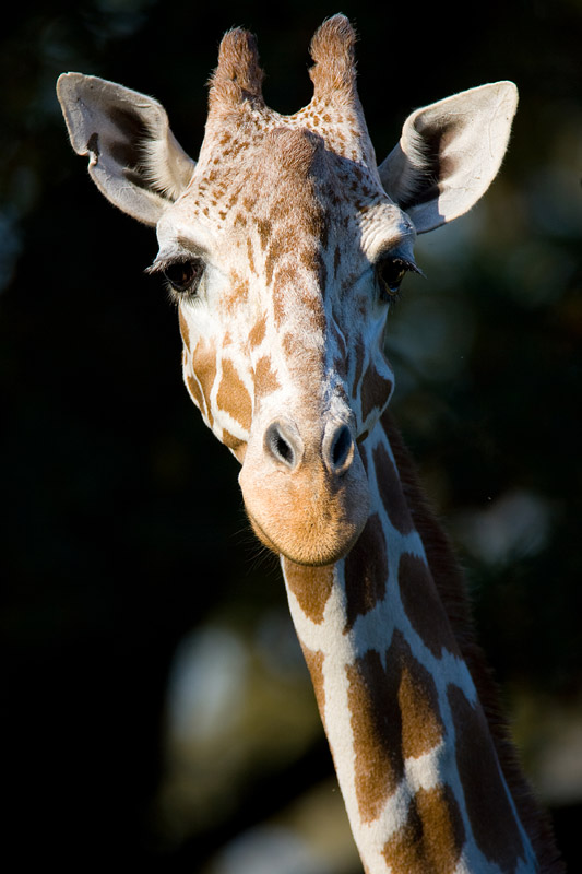 giraffe181008-1.jpg