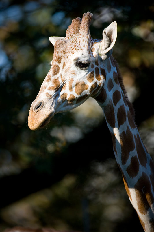 giraffe181008-2.jpg