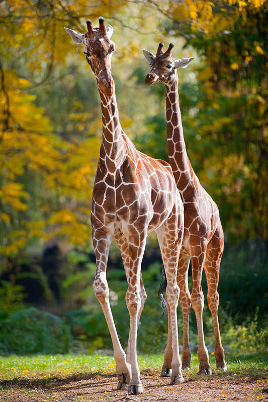 giraffe231016-1.jpg