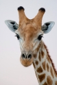giraffe011009-1