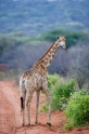 giraffe011009-2