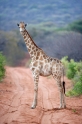 giraffe011009-4
