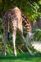 giraffe021015-5