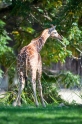 giraffe021015-8
