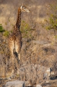 giraffe061009-1