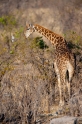 giraffe071009-10