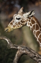 giraffe090207-2