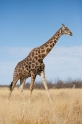 giraffe091009-4