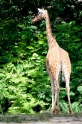 giraffe170818-2