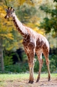 giraffe231016-2