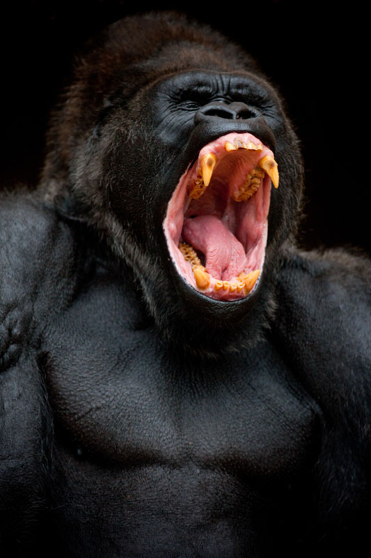 gorilla041119-2.jpg