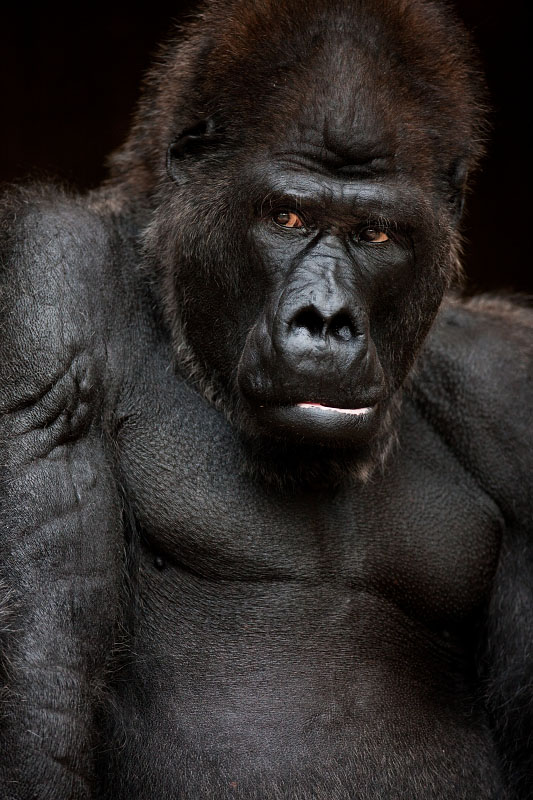 gorilla041119-3.jpg