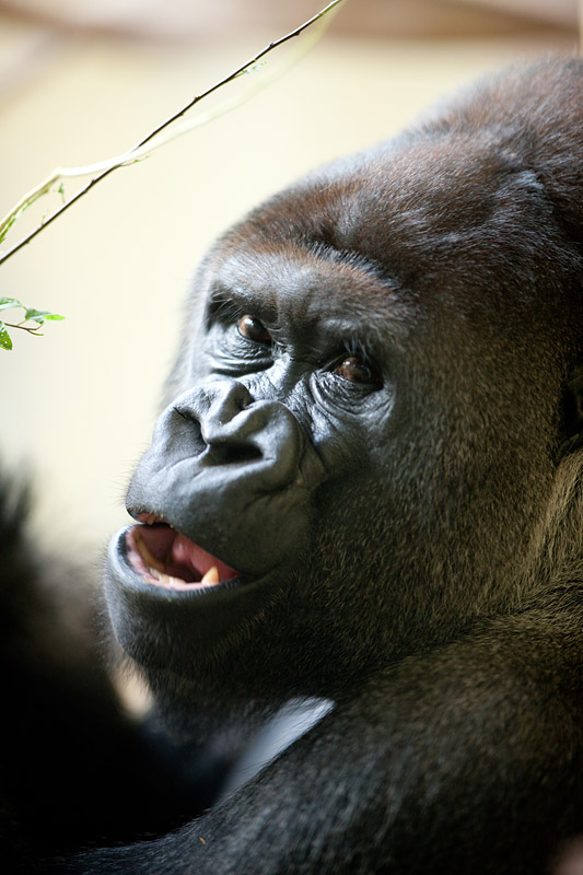 gorilla241014-4.jpg