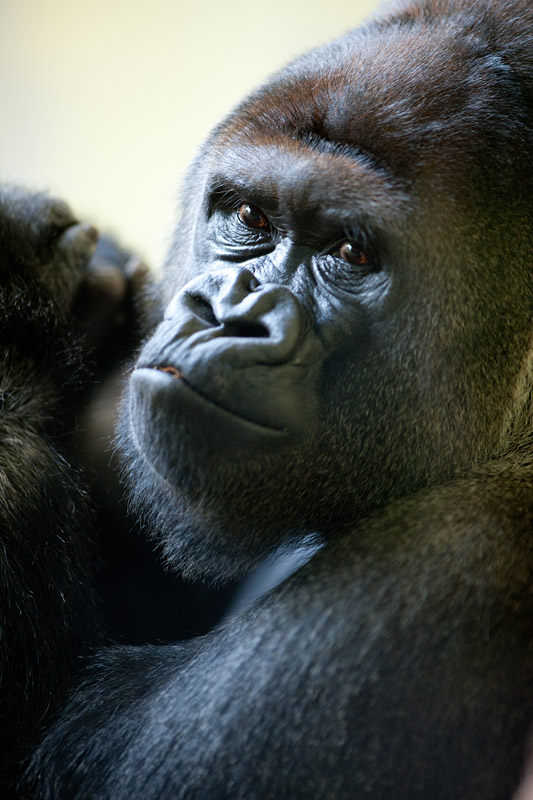gorilla241014-5.jpg