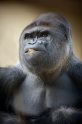 gorilla241014-2