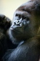 gorilla241014-5