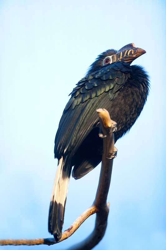 visayas-tariktik-hornvogel221213-1.jpg