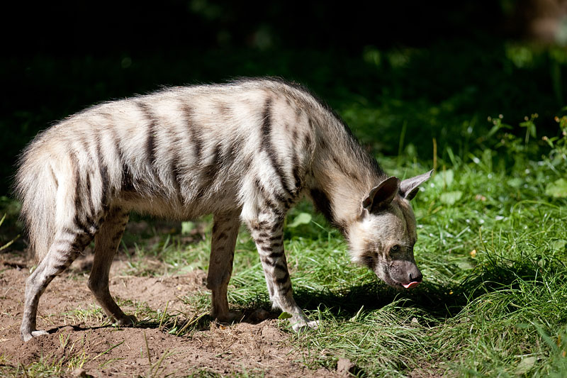 hyaene040917-2.jpg