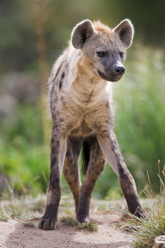 hyaene140808-2.jpg