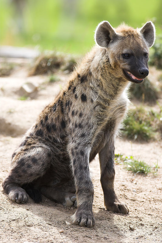 hyaene140808-3.jpg