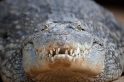krokodil220922-2