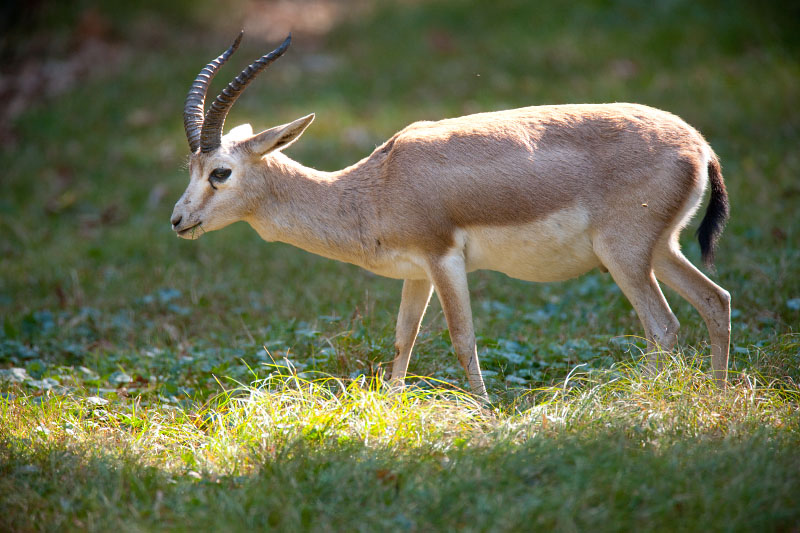 kropfgazelle300918-1.jpg