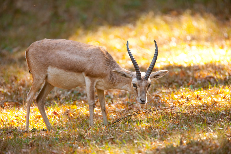 kropfgazelle300918-3.jpg