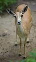 gazelle220606-1