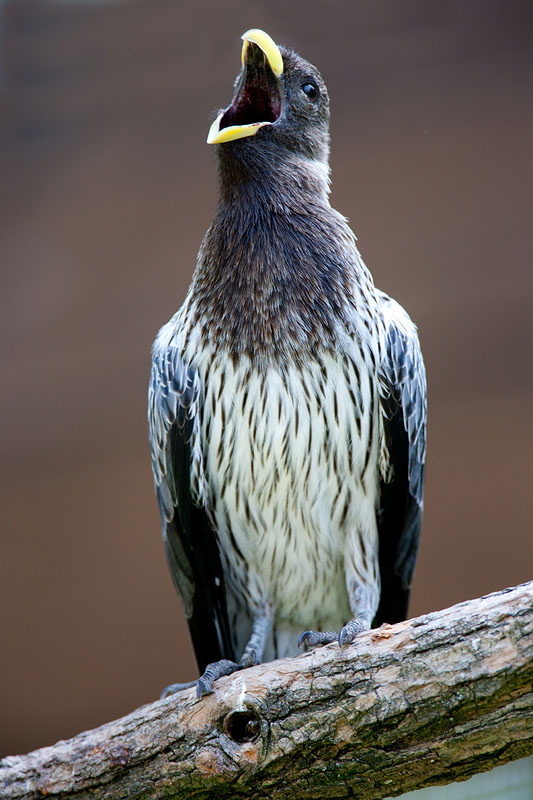 schwarzschwanzlaermvogel100710-1.jpg