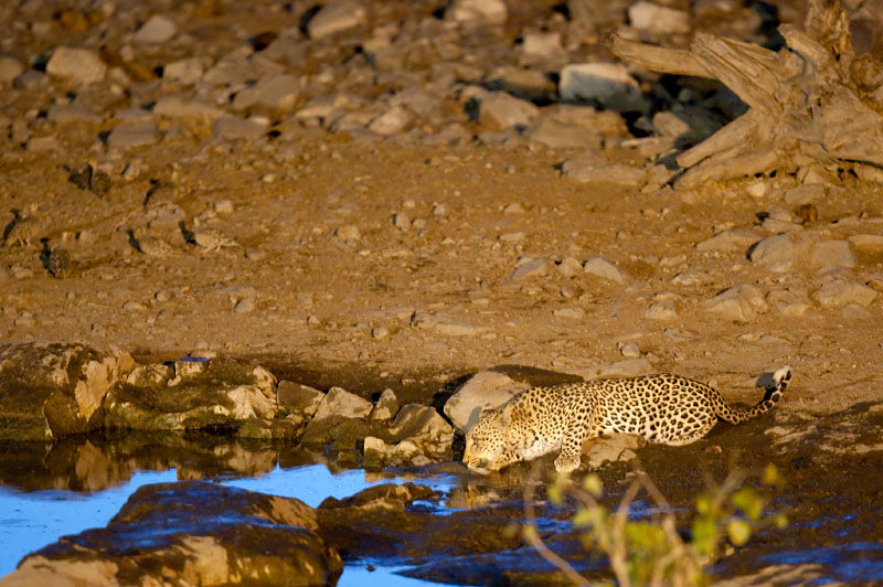 leopard071009-1.jpg