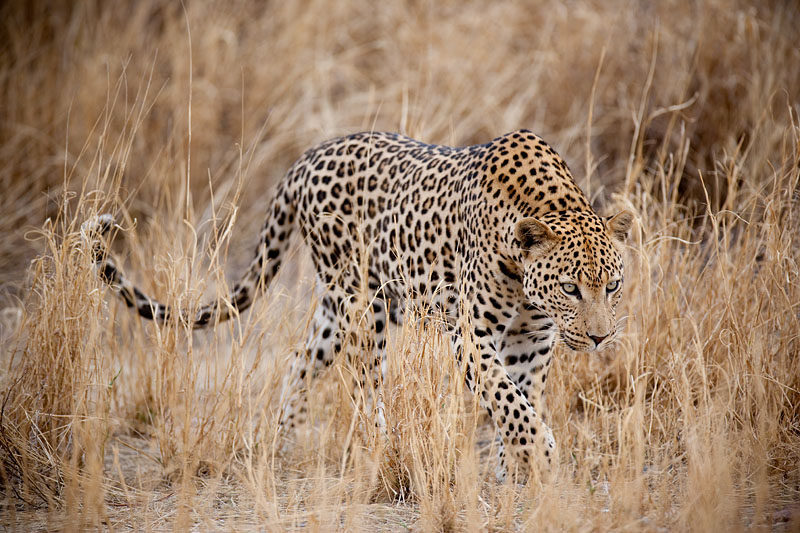 leopard101009-10.jpg