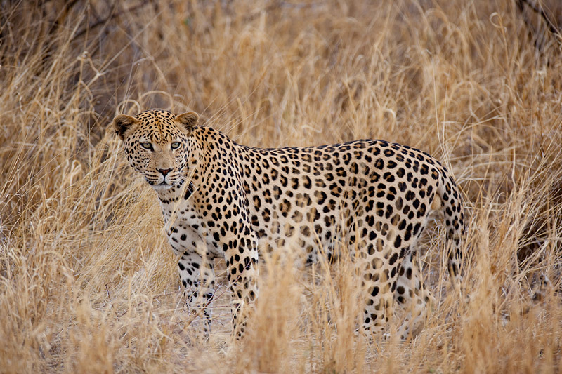 leopard101009-11.jpg