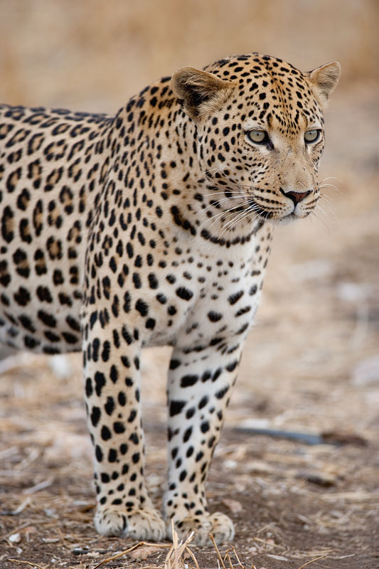 leopard101009-12.jpg